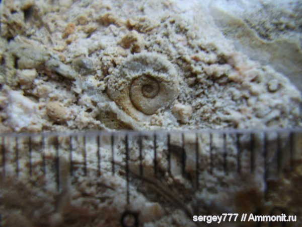 гастроподы, юрский период, Украина, Закарпатская область, Новоселицкий карьер, Jurassic