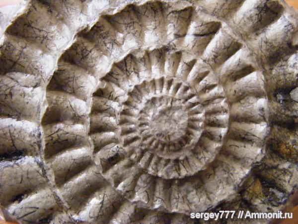 аммониты, юрский период, Украина, Ammonites, Arietites, Закарпатье, Приборжавский карьер, Jurassic