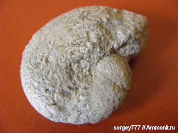 мел, Украина, Euphylloceras, Phylloceratidae, Приборжавский карьер, Cretaceous