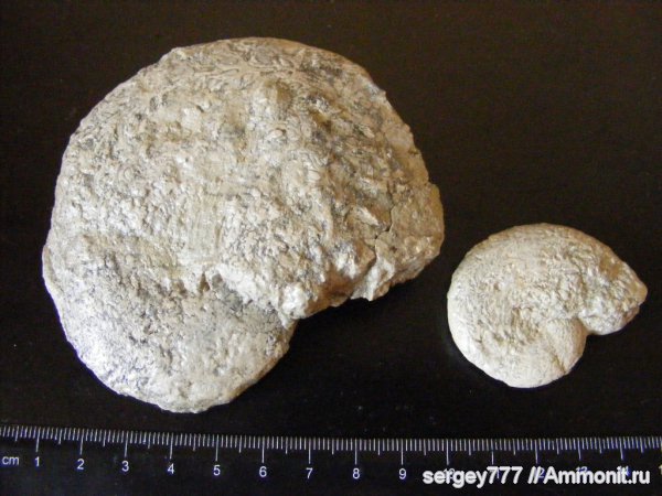 мел, Украина, Euphylloceras, Приборжавский карьер, Cretaceous