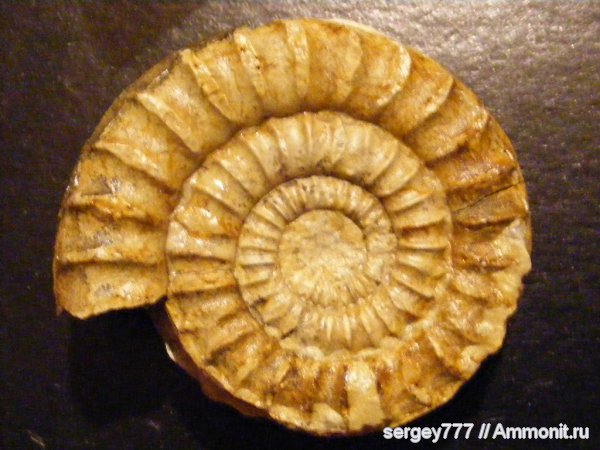 юрский период, Украина, Arietites, Закарпатье, Приборжавский карьер, Jurassic