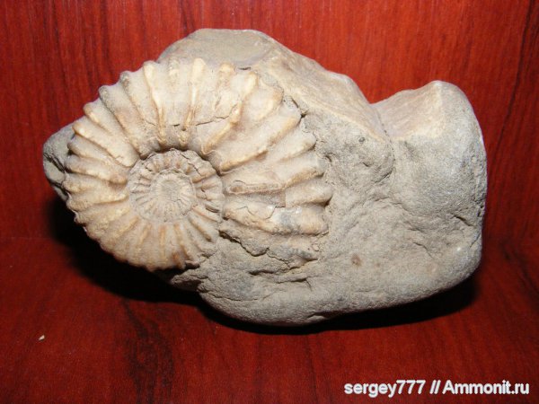 юрский период, Новоселицкий карьер, Jurassic