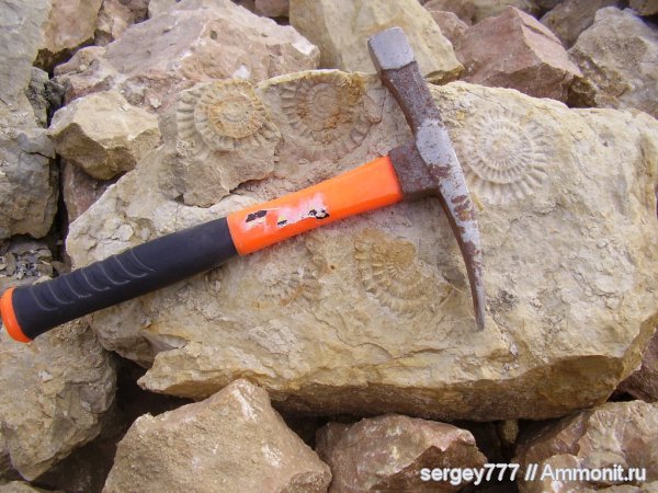 аммониты, юрский период, Ammonites, Закарпатская область, Приборжавский карьер, Jurassic