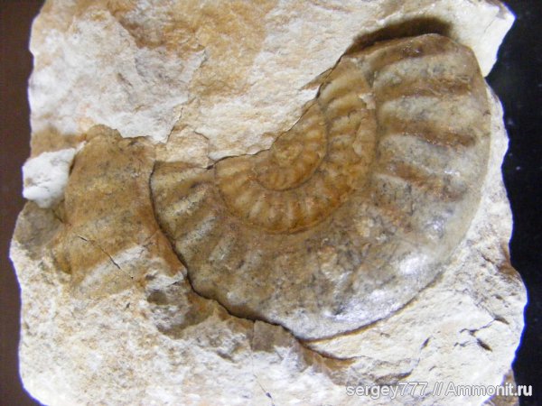 нижний мел, Закарпатье, Lower Cretaceous