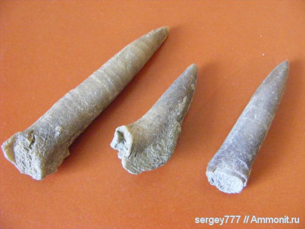 юрский период, Закарпатье, Jurassic