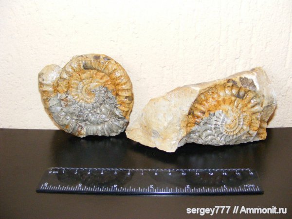 Украина, Arietites, Закарпатье, Приборжавский карьер