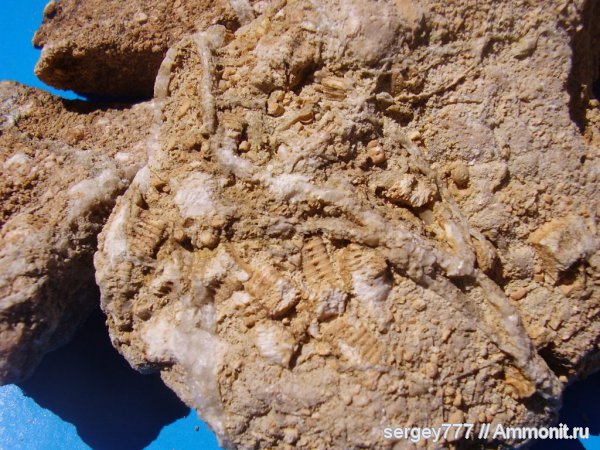 юрский период, Украина, Закарпатская область, Jurassic