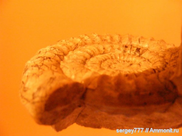 юрский период, Украина, Arietites, Закарпатье, Jurassic