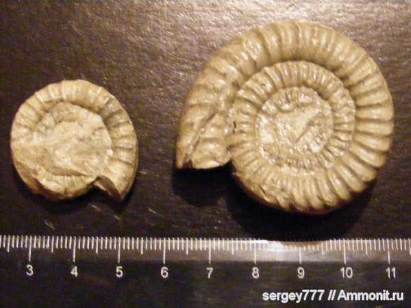 юрский период, Украина, Arietites, Закарпатье, Jurassic