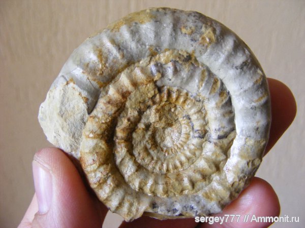 юрский период, Украина, Arietites, Закарпатье, Jurassic