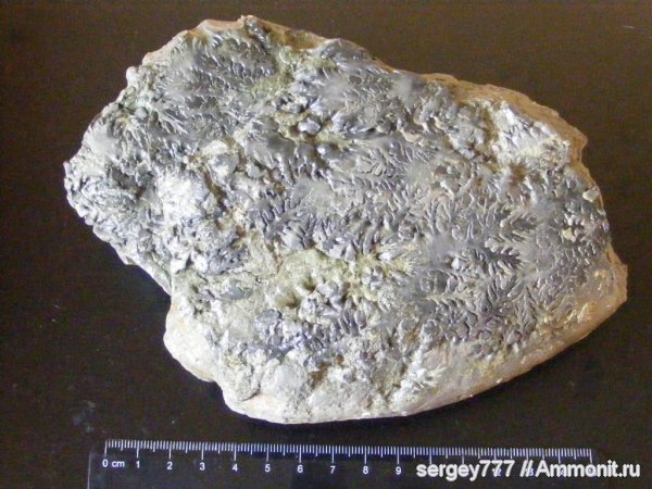 мел, Украина, Закарпатье, Cretaceous