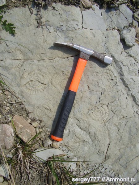 юрский период, Украина, Закарпатье, Приборжавский карьер, Jurassic