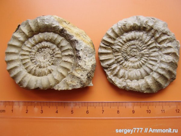 аммониты, Украина, нижняя юра, Ammonites, Arietites, Закарпатье, Lower Jurassic