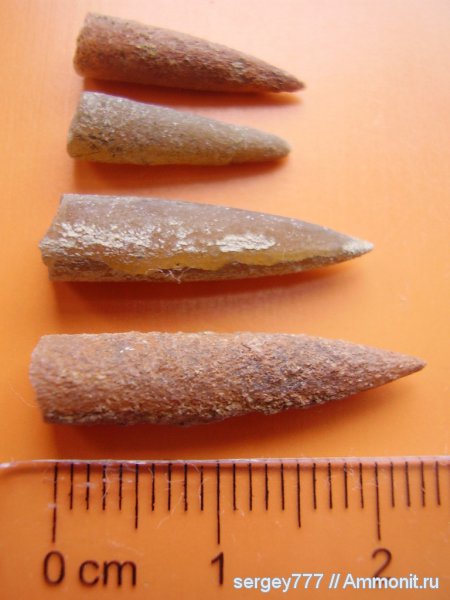 белемниты, юрский период, Закарпатье, Jurassic, belemnites