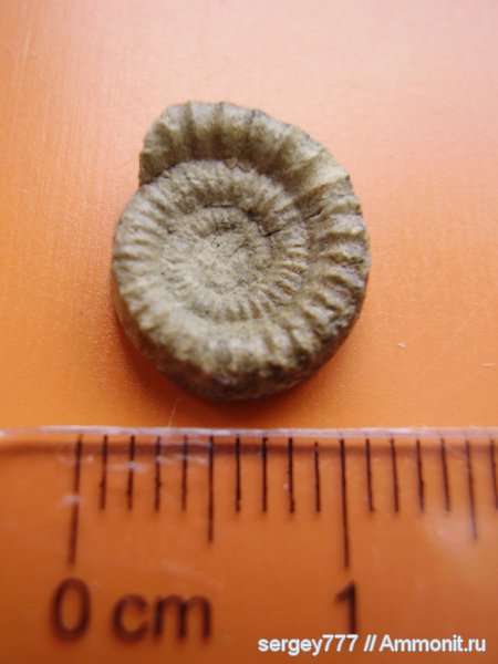 юрский период, Arietites, Закарпатская область, Приборжавский карьер, Jurassic