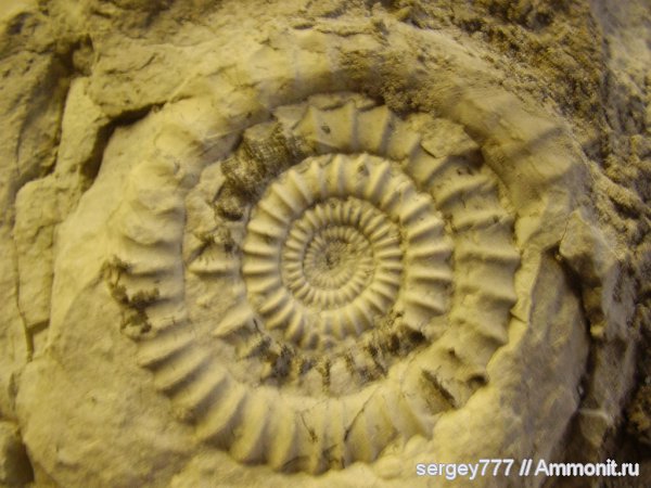 аммониты, юрский период, Ammonites, Echioceras, Закарпатская область, Приборжавский карьер, синемюрский ярус, Echioceras rarecostatum, Jurassic