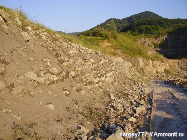 Приборжавский карьер, Arietites Waagen