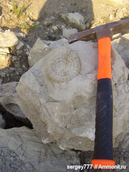 Украина, Arietites, Закарпатье, Приборжавский карьер