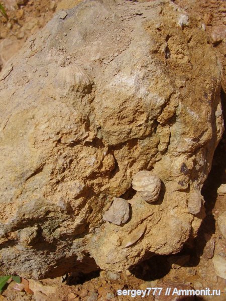 брахиоподы, Украина, Закарпатская область, Кричево