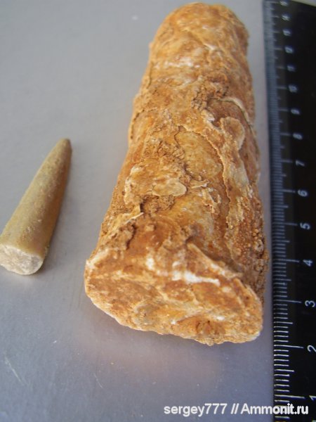 белемниты, Украина, Закарпатская область, Кричевский карьер, belemnites