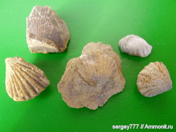 брахиоподы, Украина, Закарпатская область, Кричевский карьер