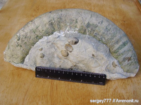 Украина, зубы акул, Закарпатская область, Приборжавский карьер, shark teeth