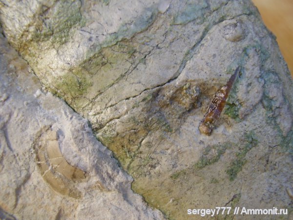 зубы, акулы, Закарпатская область, Приборжавский карьер, teeth, sharks