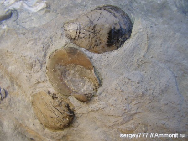 двустворки, Украина, Закарпатье, Приборжавский карьер