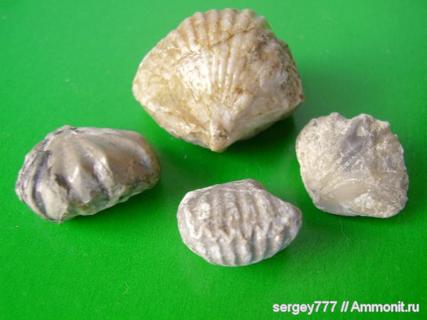 брахиоподы, Украина, Закарпатье, Rhynchonellida, Приборжавский карьер