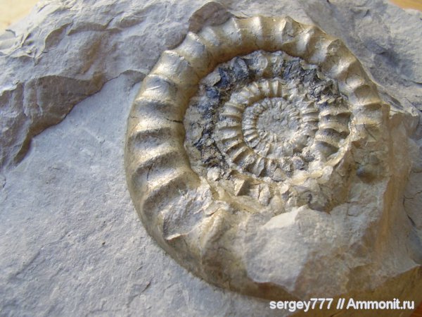 Украина, Arietites, Закарпатье, Приборжавский карьер