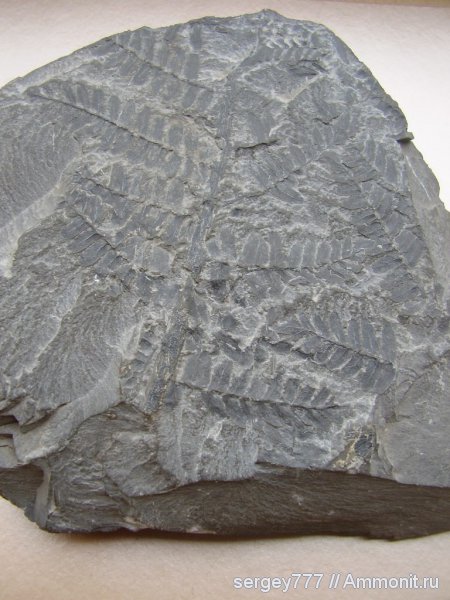 папоротники, Украина, птеридоспермы, Neuropteris, высшие растения, Луганская область