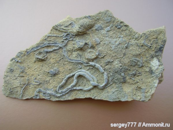 юрский период, серпулы, Serpula, Крым, Serpulidae, Jurassic