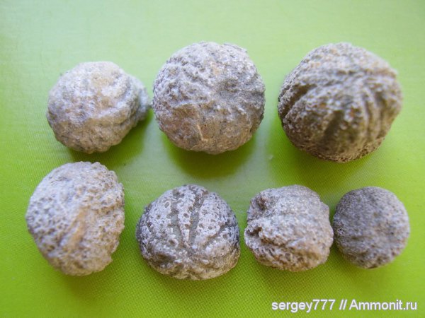 морские ежи, иглокожие, Украина, Крым, Echinoidea