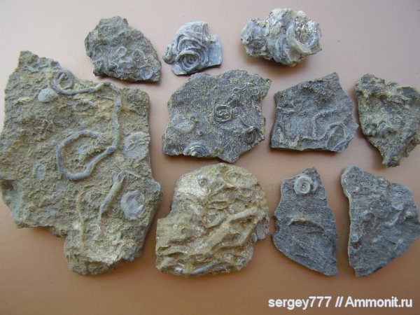 юрский период, серпулы, кольчатые черви, Serpula, Украина, Крым, Serpulidae, Jurassic