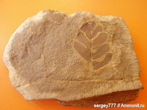 Украина, птеридоспермы, Neuropteris, Луганская область