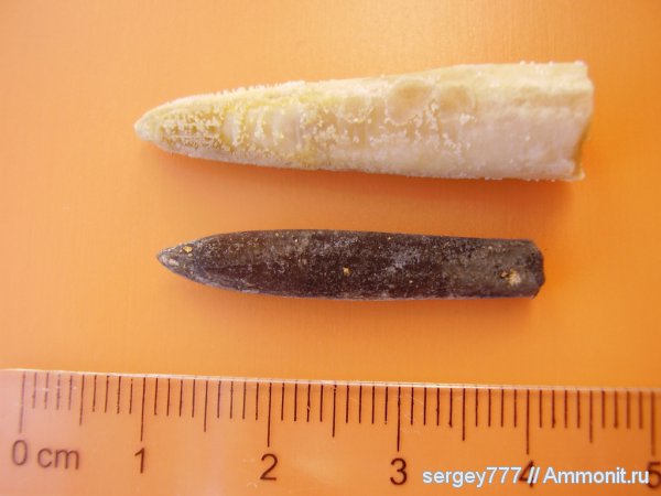 белемниты, юрский период, Украина, Закарпатская область, Кричевский карьер, Jurassic, belemnites