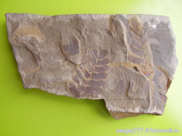 карбон, растения, Украина, птеридоспермы, Neuropteris