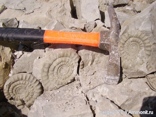 Украина, нижняя юра, Arietites, Закарпатская область, Приборжавский карьер, Lower Jurassic