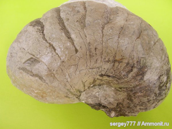 юрский период, Jurassic