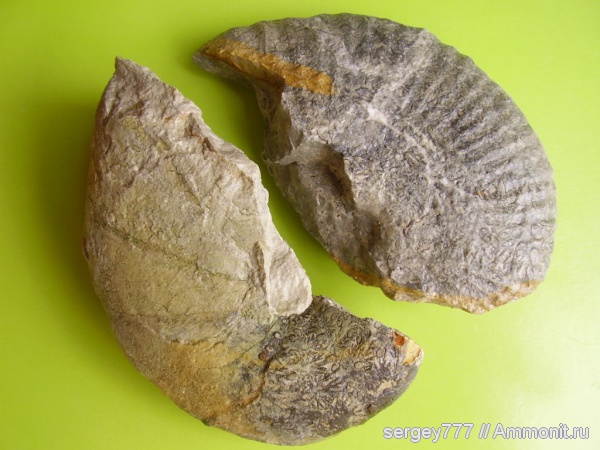 аммониты, юрский период, Украина, Ammonites, Закарпатская область, Приборжавский карьер, Jurassic
