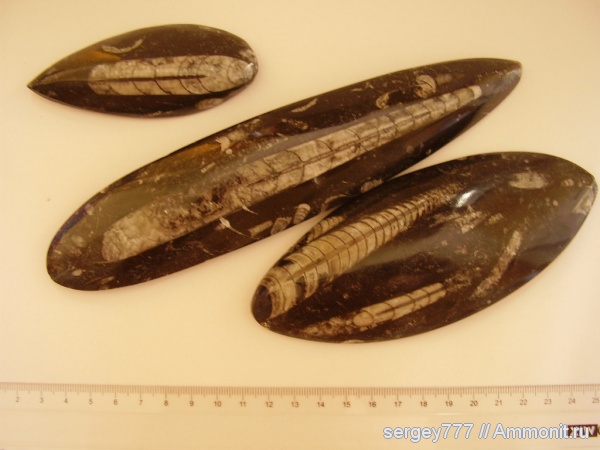 девон, головоногие моллюски, Марокко, прямораковинные головоногие, Devonian, Geisonoceras, Orthocerida