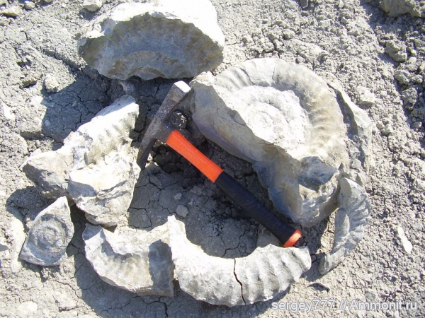 юра, Украина, Eoderoceras, Приборжавский карьер, Jurassic