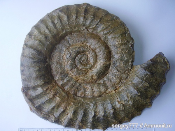 юрский период, Украина, Crucilobiceras, Eoderoceras, Закарпатская область, Jurassic