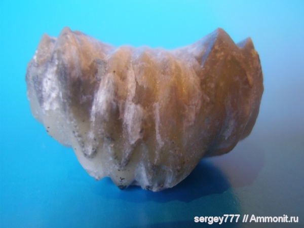 брахиоподы, Украина, Rhynchonellida, Закарпатская область, Приборжавский карьер