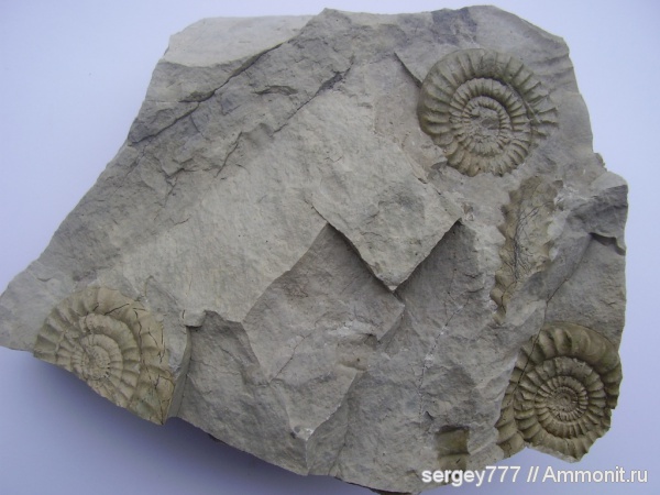 Украина, нижняя юра, Arietites, Закарпатская область, Приборжавский карьер, Lower Jurassic