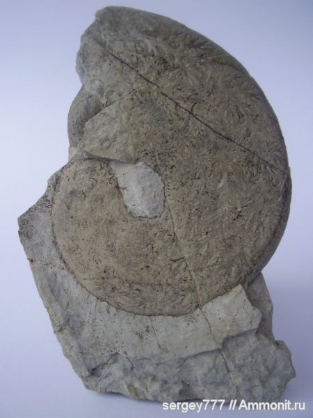 юрский период, Украина, нижняя юра, Закарпатская область, Приборжавский карьер, Phylloceras, Jurassic, Lower Jurassic