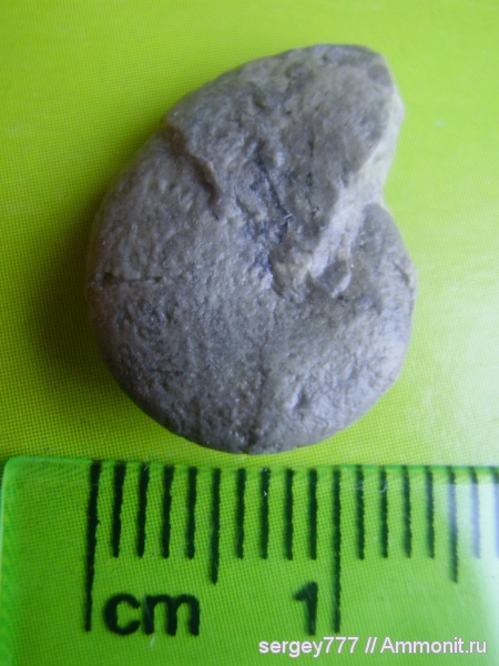 юрский период, Украина, Calliphylloceras, Закарпатская область, Приборжавский карьер, Jurassic