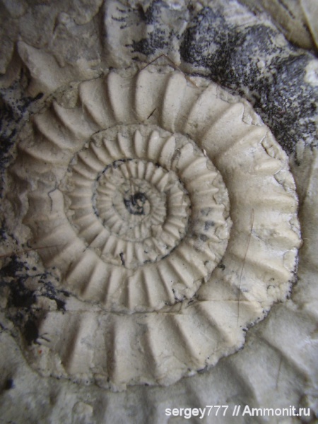 юрский период, Украина, нижняя юра, Arietites, Закарпатская область, Приборжавский карьер, Jurassic, Lower Jurassic