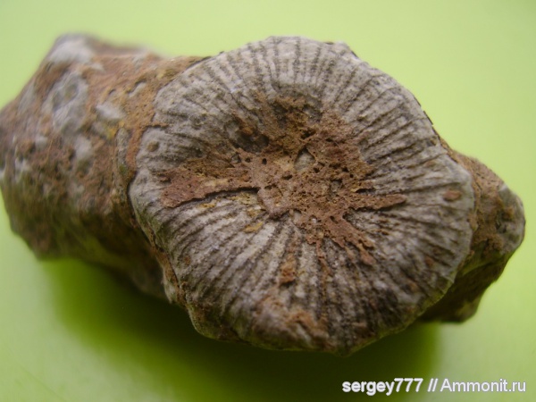 юрский период, Крым, Scleractinia, Новый Свет, Jurassic