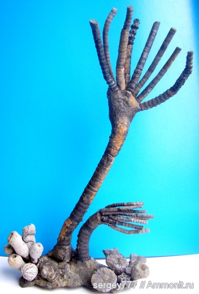 кораллы, губки, двустворчатые моллюски, кольчатые черви